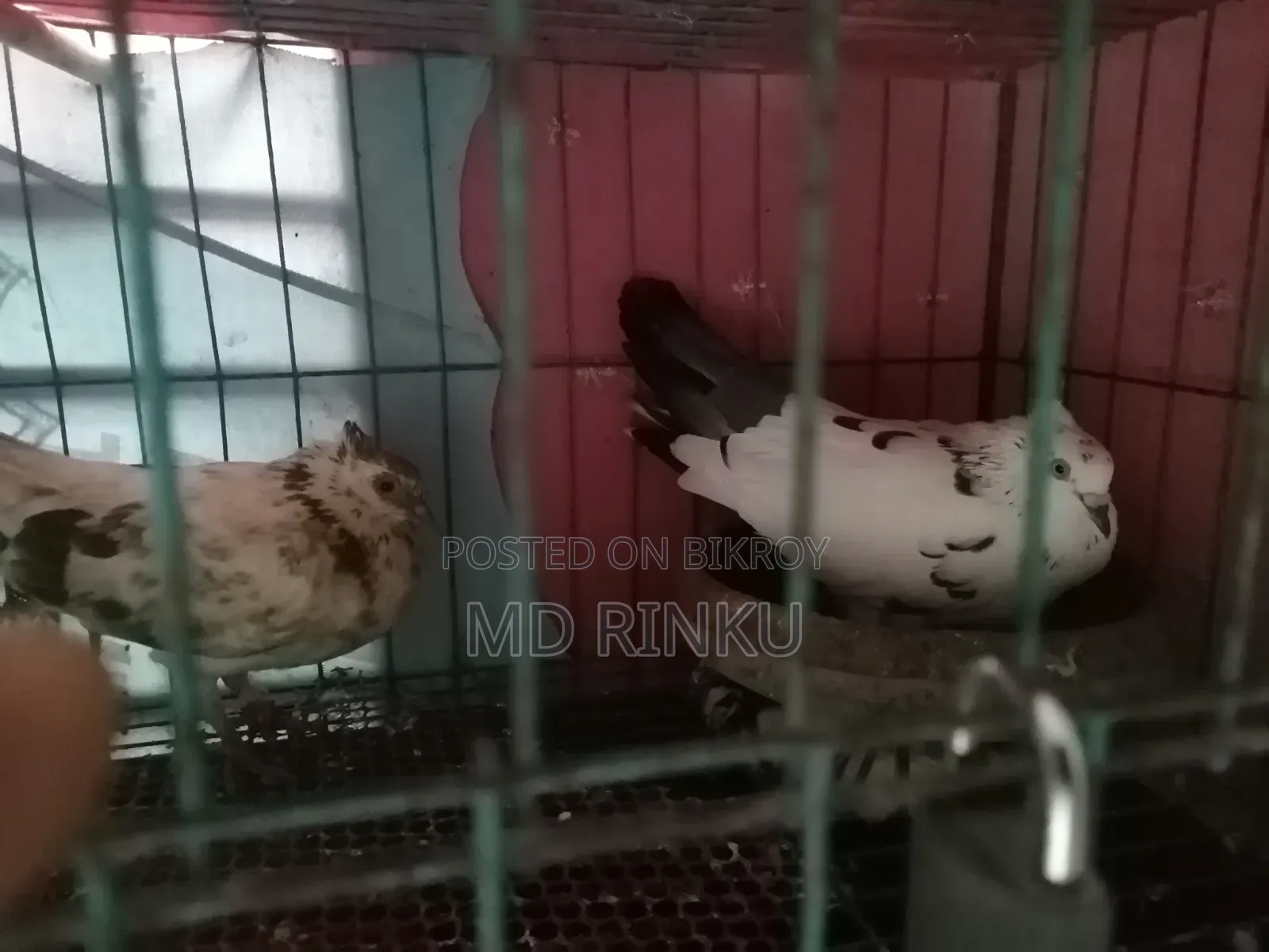 গোল্লা কবুতরের রানিং একজোড়া বিক্রি করবো