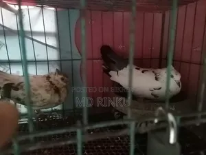 গোল্লা কবুতরের রানিং একজোড়া বিক্রি করবো