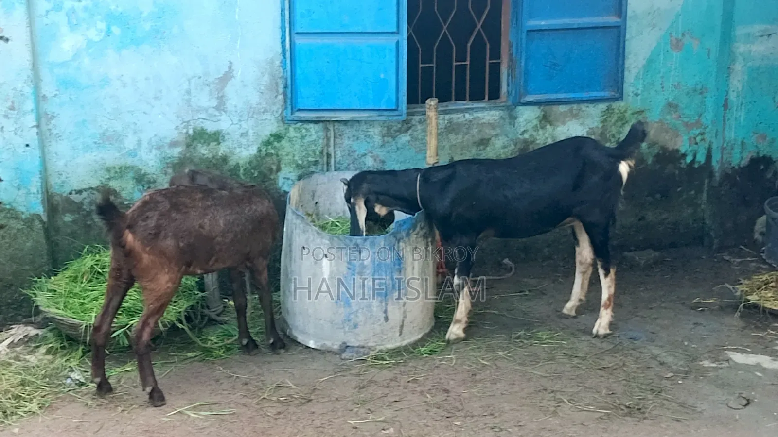 ছাগল তোতাপুরি