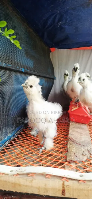 Silky Chicks