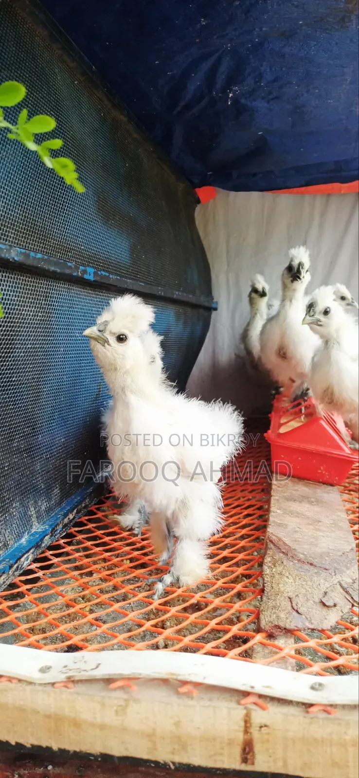 Silky Chicks