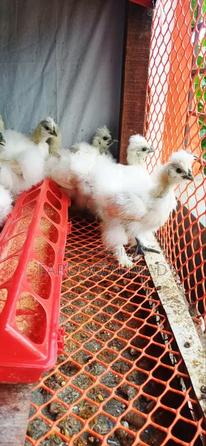 Silky Chicks