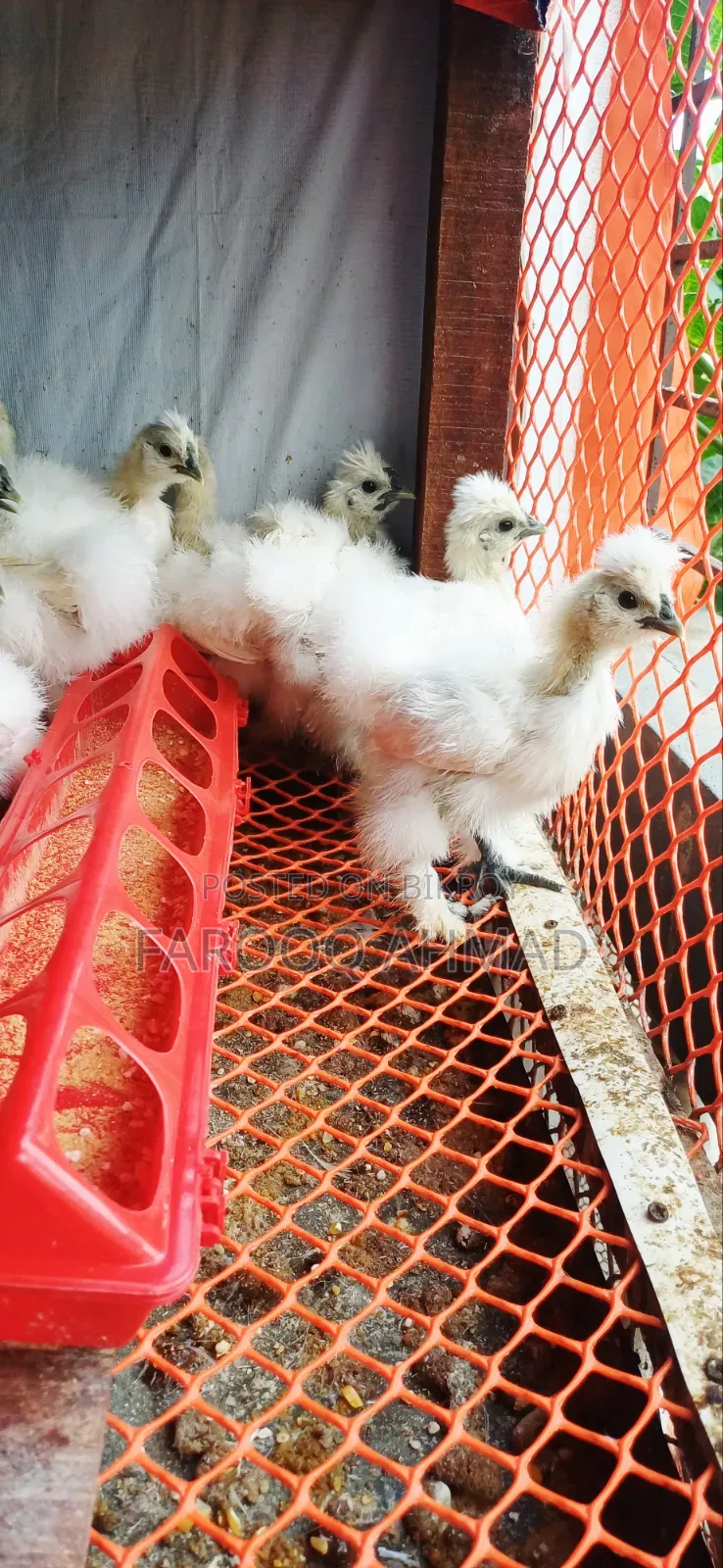 Silky Chicks
