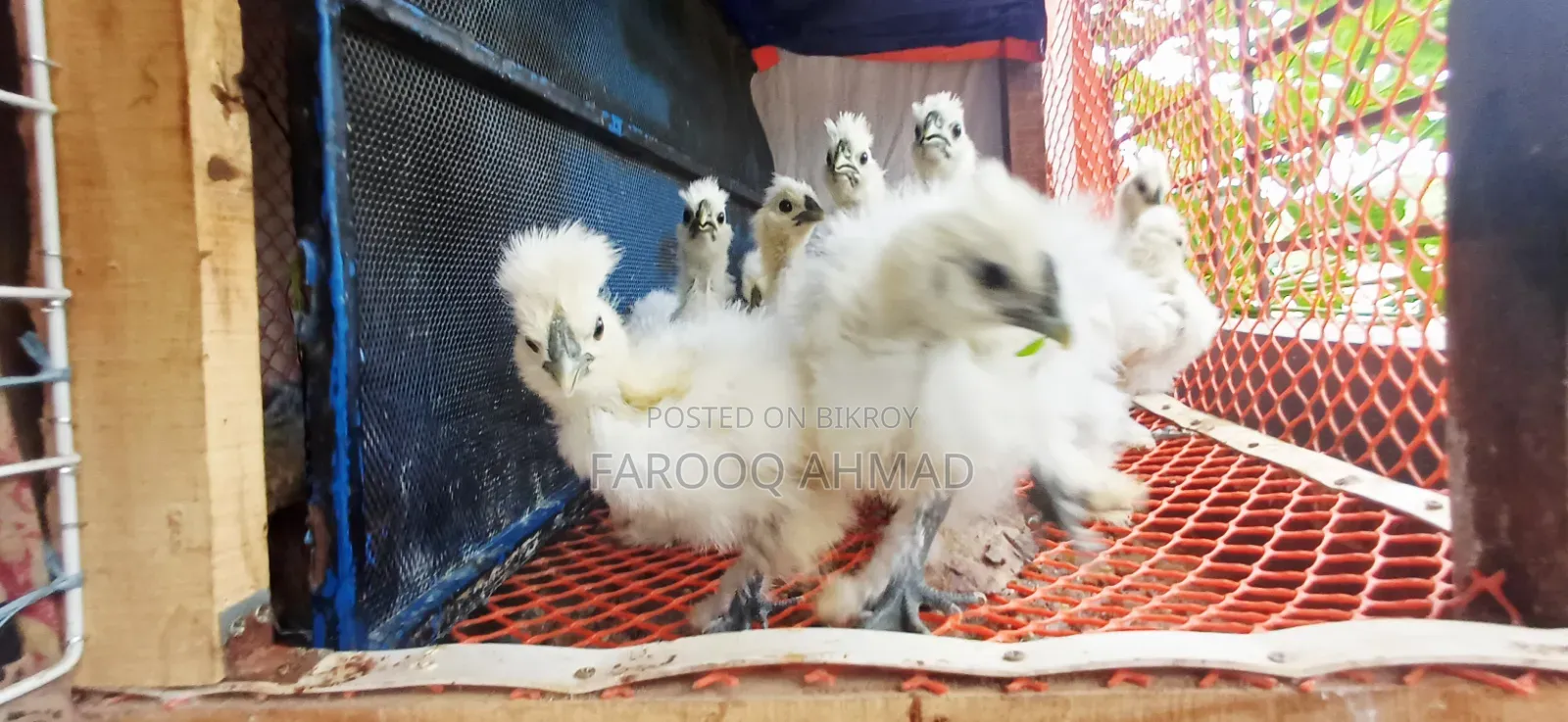 Silky Chicks
