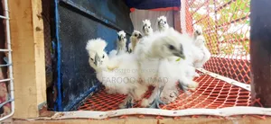 Silky Chicks
