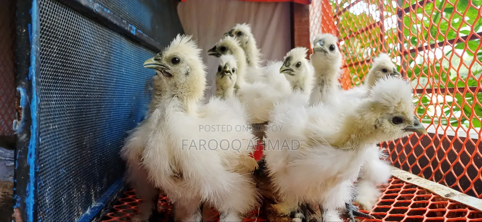 Silky Chicks