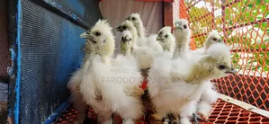Silky Chicks