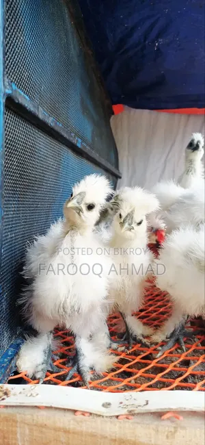 Silky Chicks