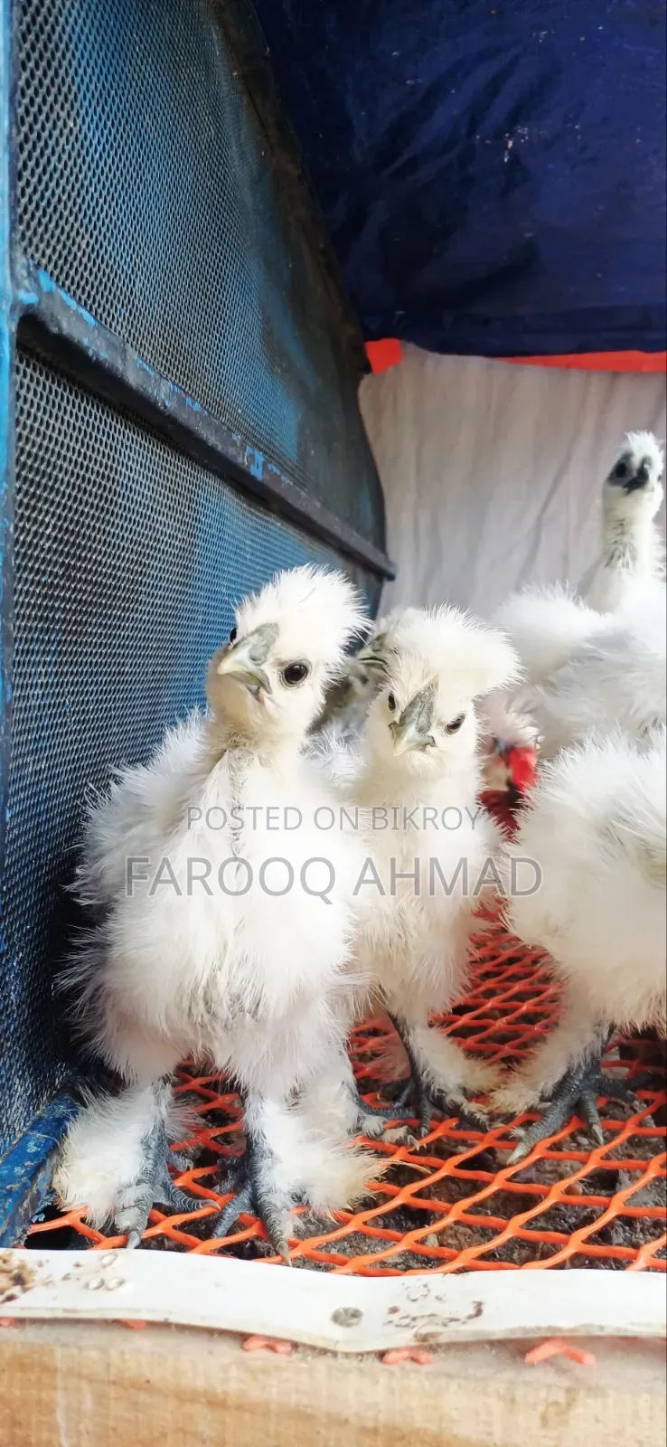 Silky Chicks