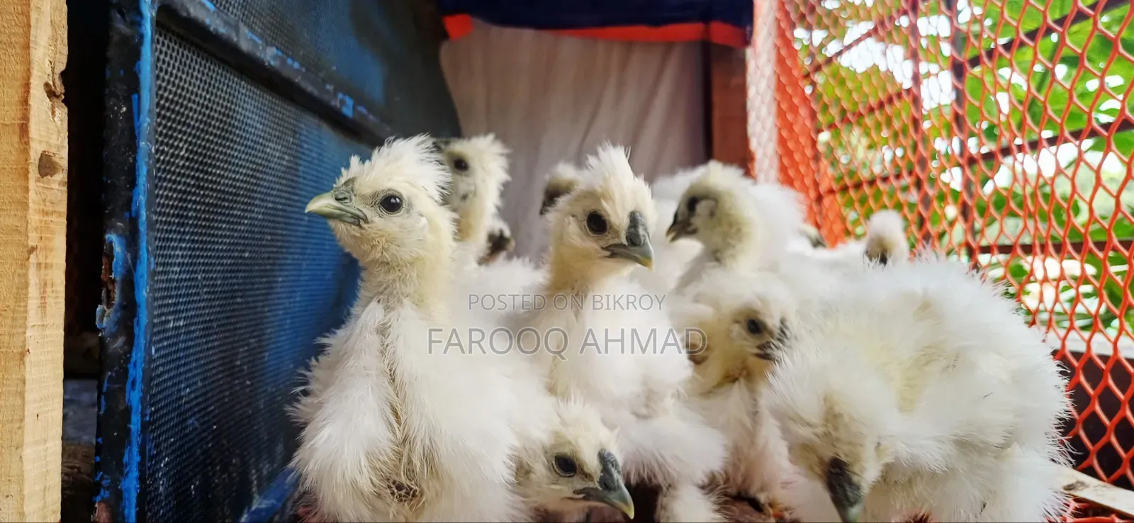 Silky Chicks
