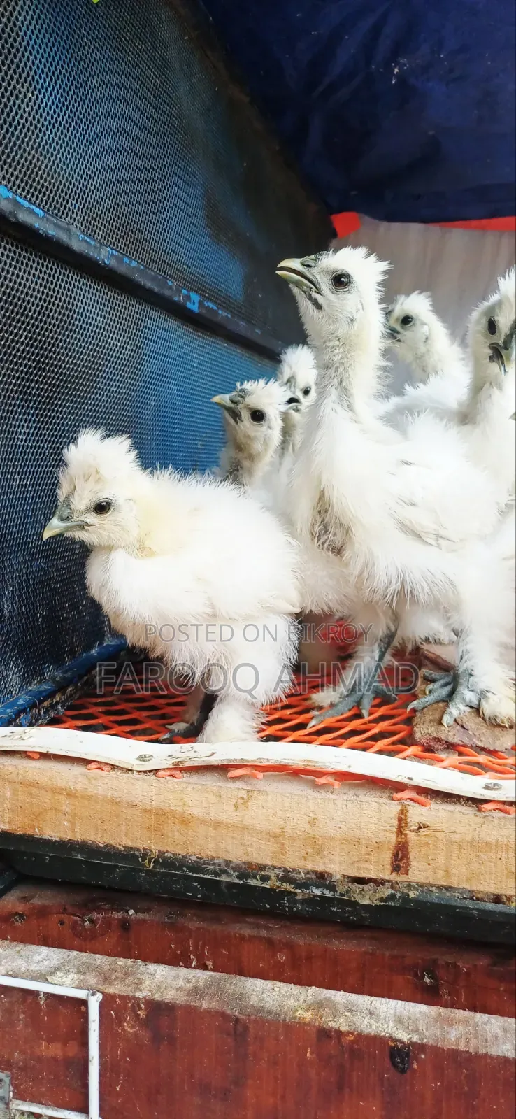 Silky Chicks