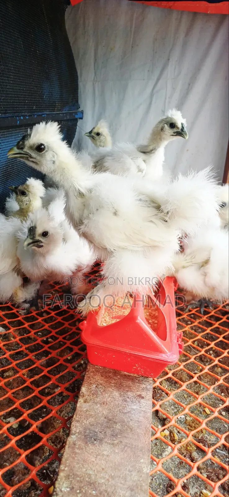 Silky Chicks