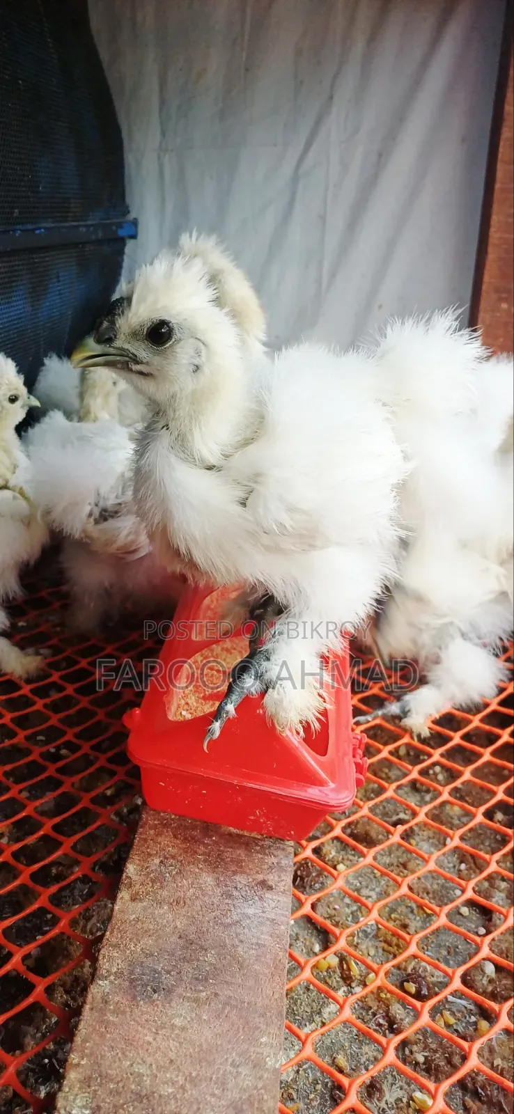 Silky Chicks