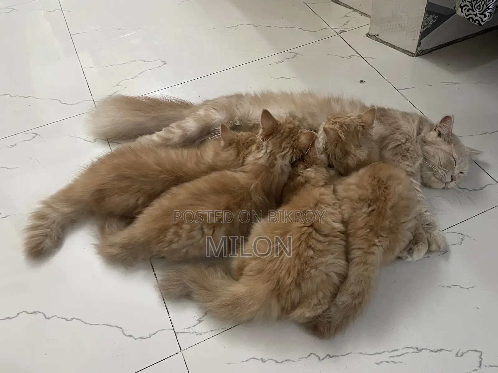 ১+ বছরের খাঁটি পার্সিয়ান বিড়াল