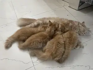 ১+ বছরের খাঁটি পার্সিয়ান বিড়াল