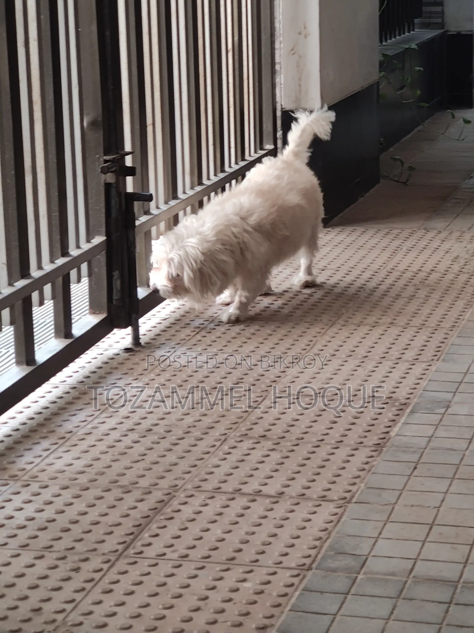 1+ Year Female Mixed Breed Lhasa Apso