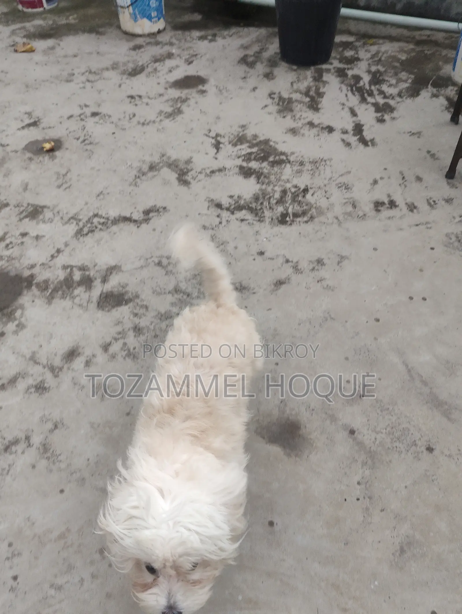 1+ Year Female Mixed Breed Lhasa Apso