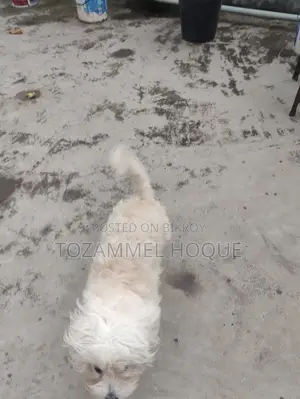 1+ Year Female Mixed Breed Lhasa Apso