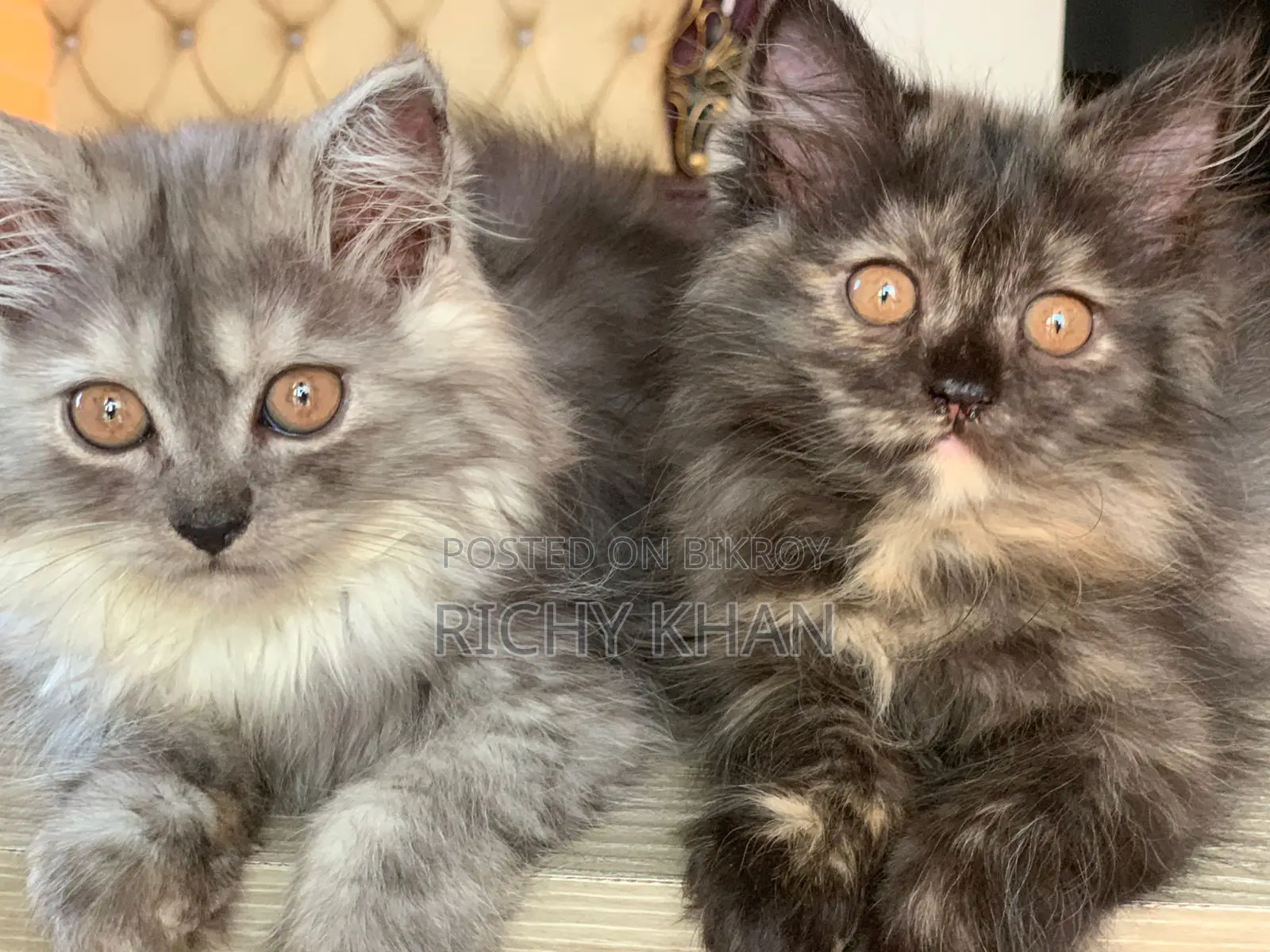 1-3 months Female Purebred Persian