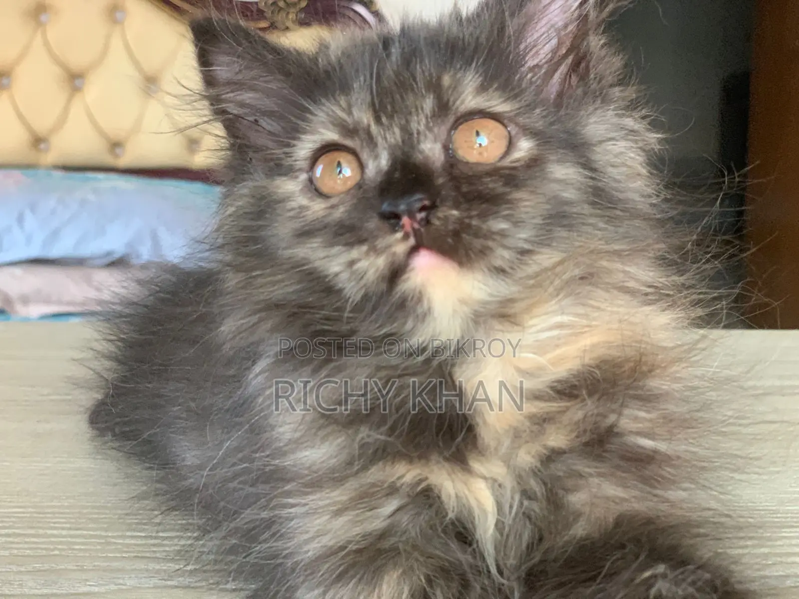1-3 months Female Purebred Persian
