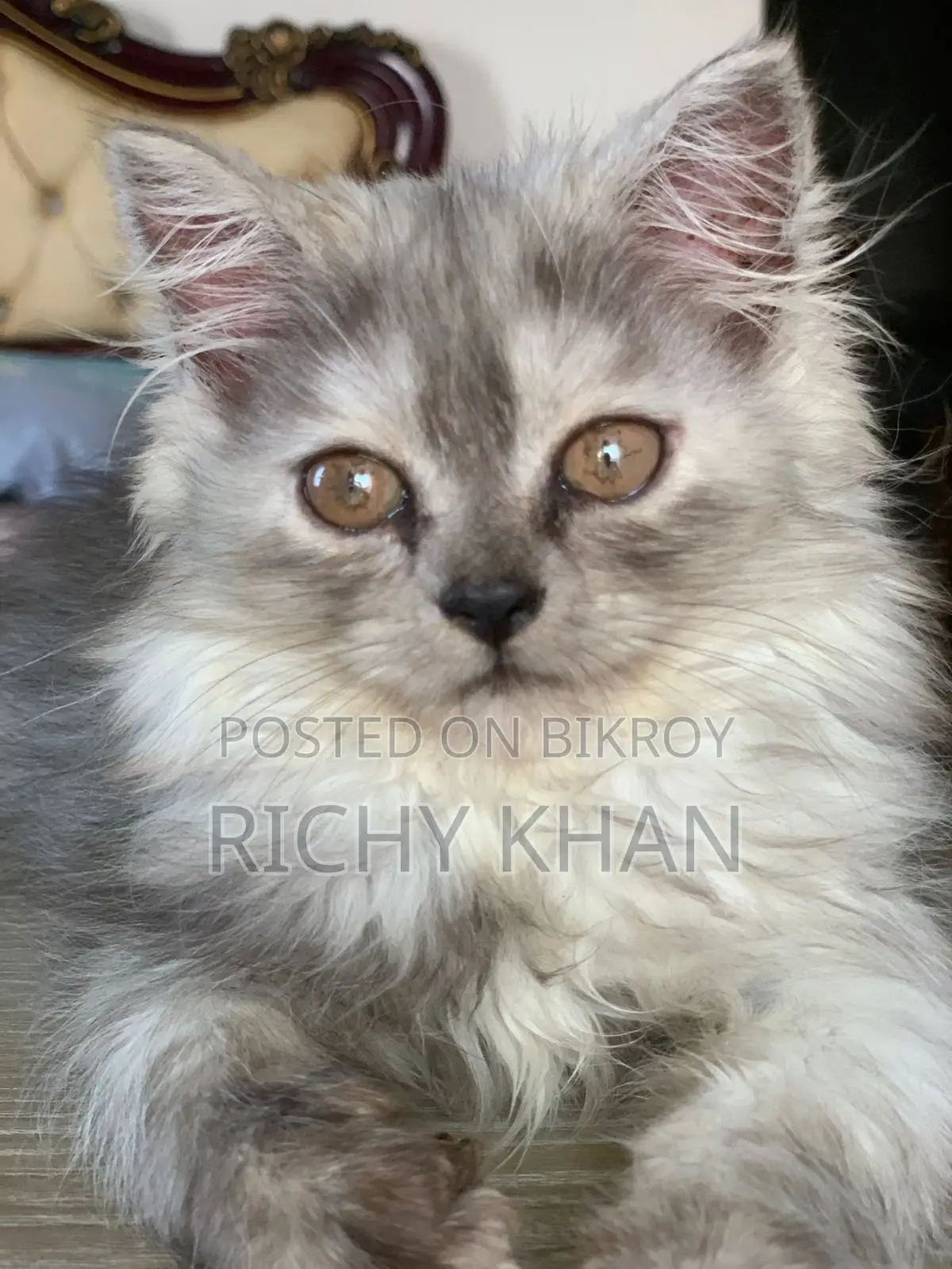 1-3 months Female Purebred Persian
