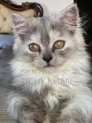 1-3 months Female Purebred Persian