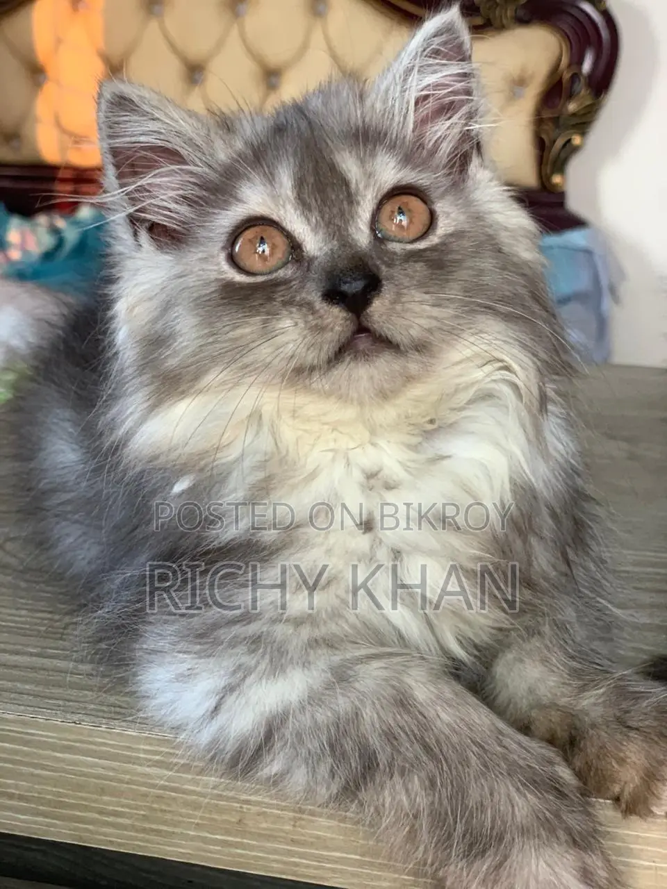 1-3 months Female Purebred Persian