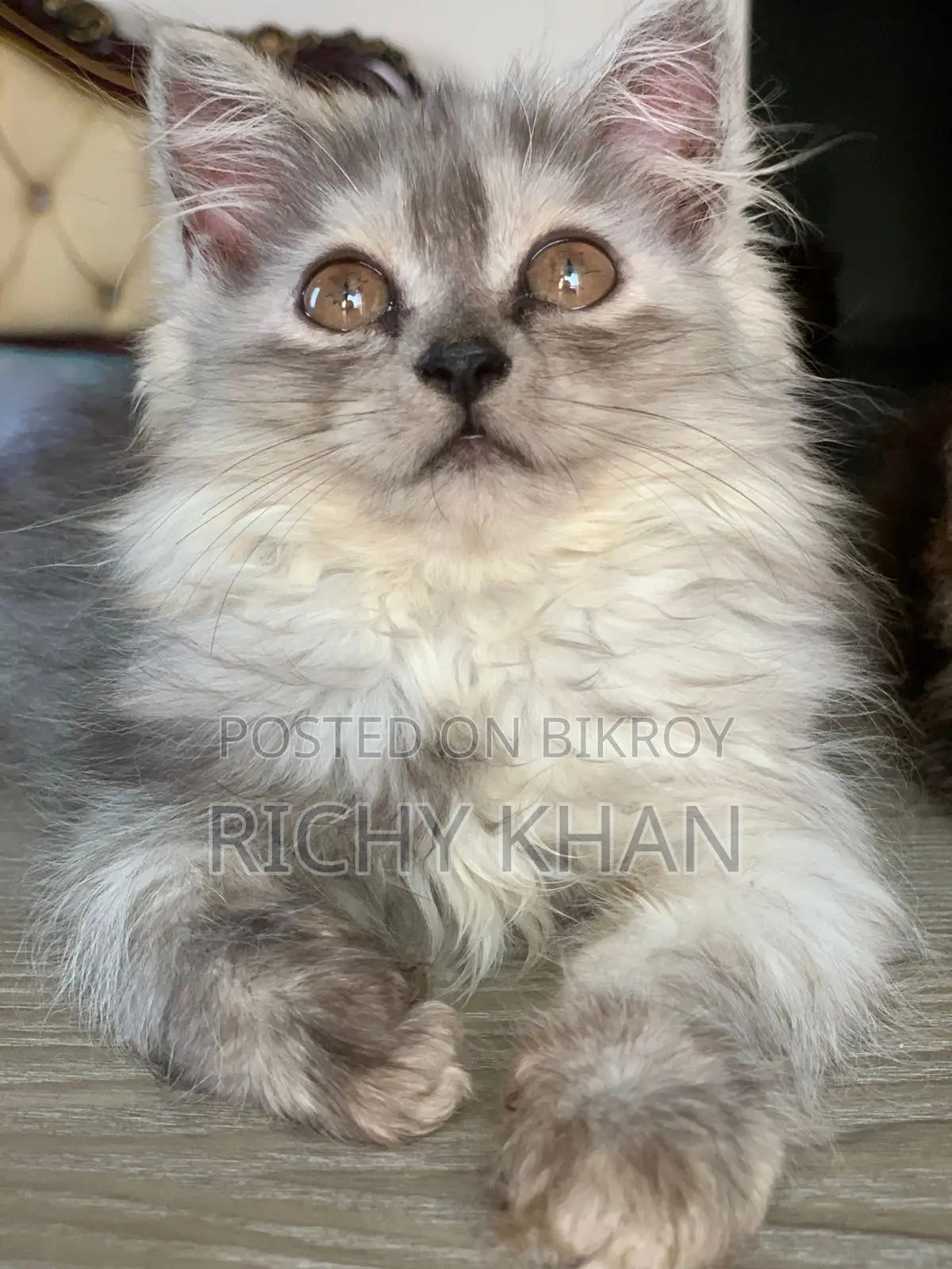 1-3 months Female Purebred Persian