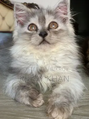 1-3 months Female Purebred Persian