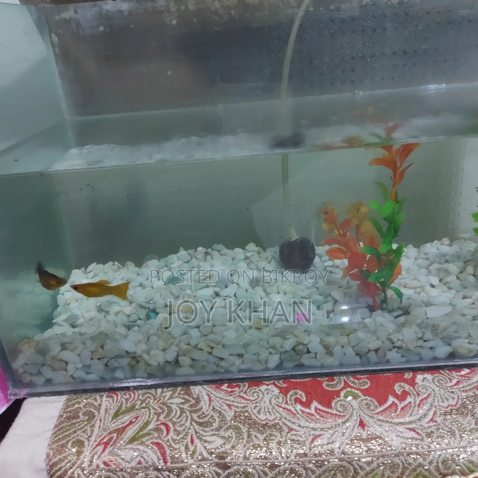 Aquarium + Fish