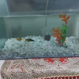 Aquarium + Fish