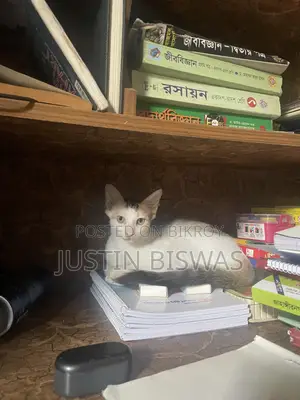 1-3 Months Female Purebred Bengal