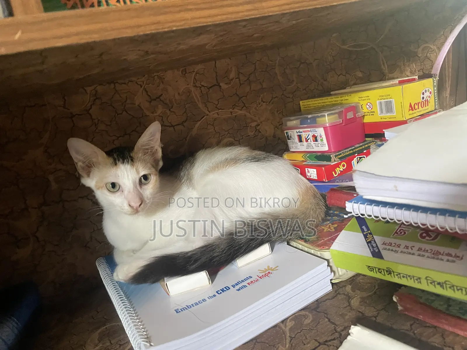 1-3 Months Female Purebred Bengal