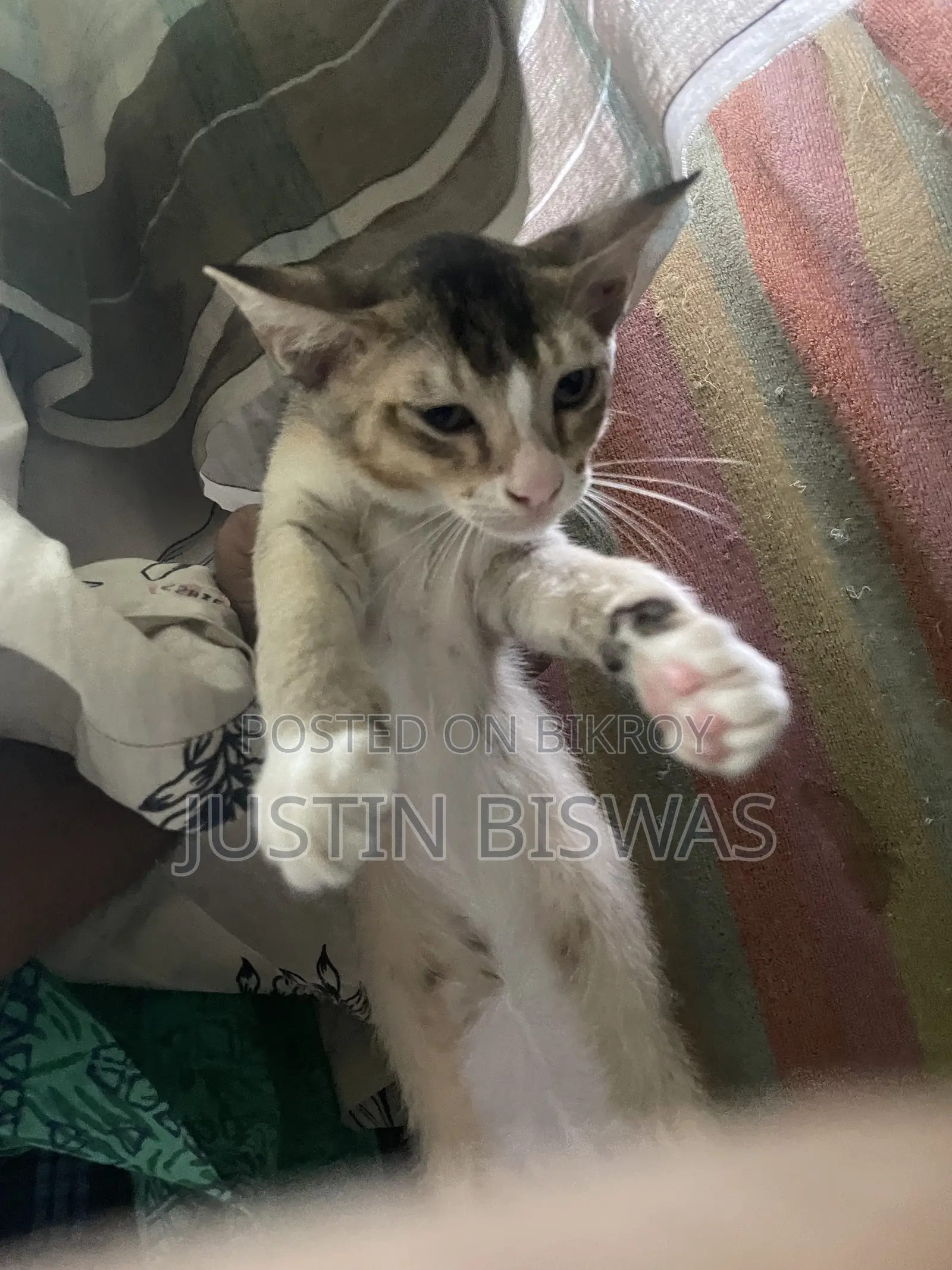 1-3 Months Female Purebred Bengal