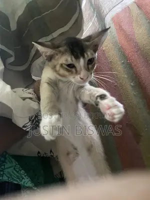 1-3 Months Female Purebred Bengal