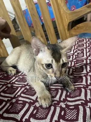 1-3 Months Female Purebred Bengal