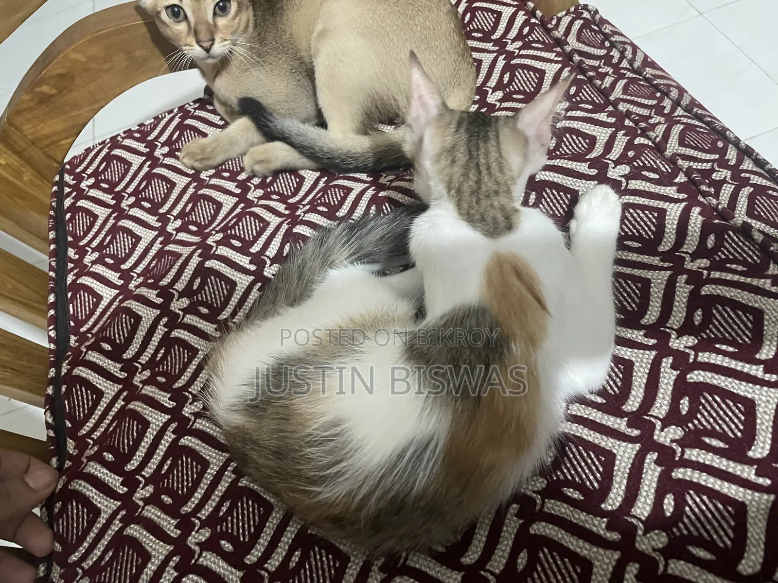 1-3 Months Female Purebred Bengal