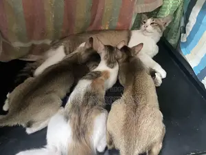 1-3 Months Female Purebred Bengal