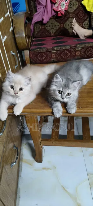 1-3 months Male Purebred Persian