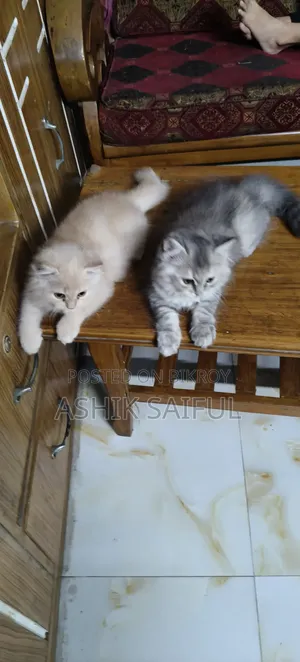 1-3 months Male Purebred Persian