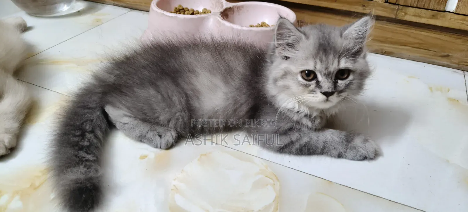 1-3 months Male Purebred Persian