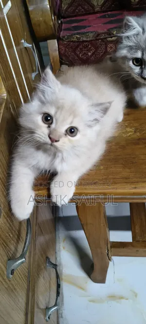 1-3 months Male Purebred Persian
