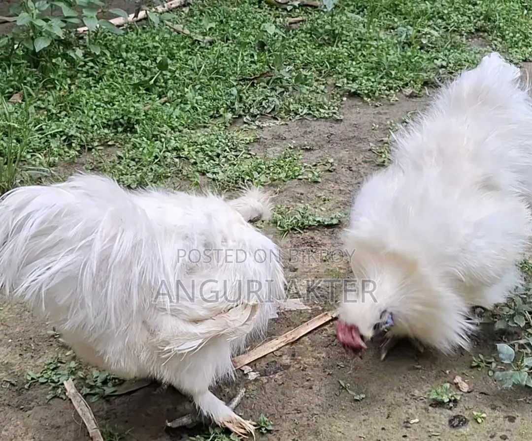 Silkie Rooster