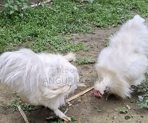 Silkie Rooster