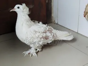 ফ্রিলব্যাক নতুন প্রাপ্তবয়স্ক স্ত্রী