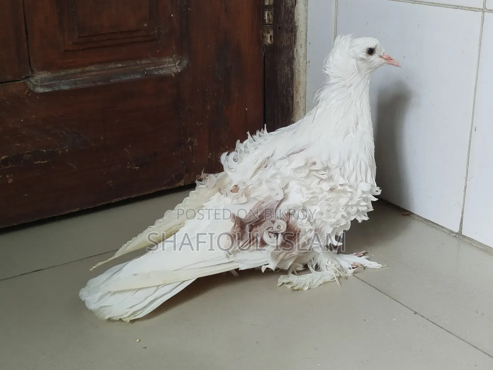 ফ্রিলব্যাক নতুন প্রাপ্তবয়স্ক স্ত্রী