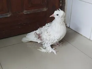 ফ্রিলব্যাক নতুন প্রাপ্তবয়স্ক স্ত্রী