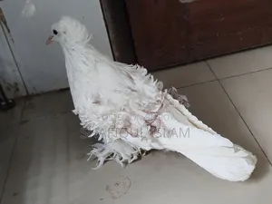 ফ্রিলব্যাক নতুন প্রাপ্তবয়স্ক স্ত্রী