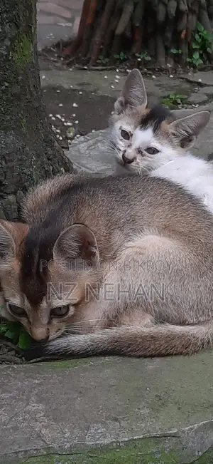 ০-১ মাস বয়সী পুরুষ পিওরব্রেড বেঙ্গল