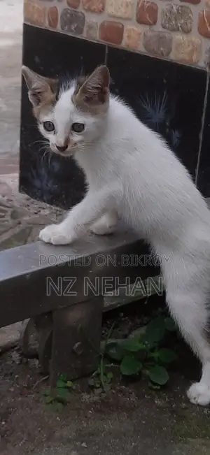 ০-১ মাস বয়সী পুরুষ পিওরব্রেড বেঙ্গল
